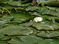Weiße Seerose im Blätterteppich